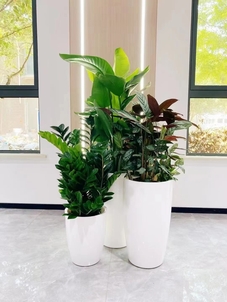 海曙花卉租摆行业-杭州湾绿植租赁设备-鄞州花卉租摆价格表-江北办公室绿植出租方便吗